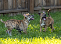 Katie's Foster Pups-4