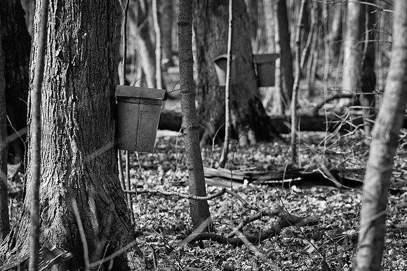 Funks Grove Tap17