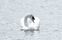 Mute Swan Pose
