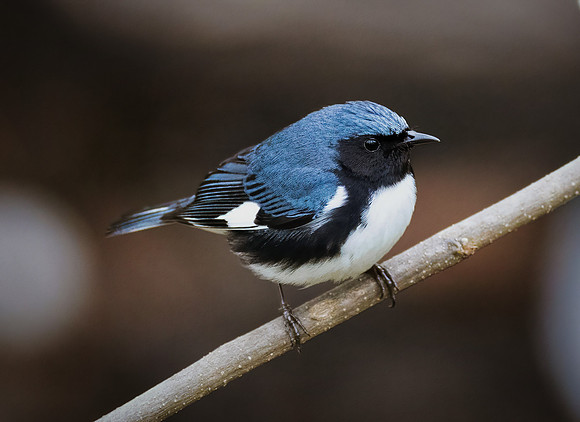Black-throated Blue Warbler Series