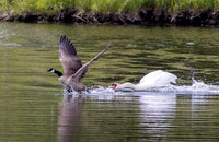 Nipping the Tail Feathers