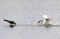 The Chase