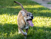 Katie's Foster Pups-2