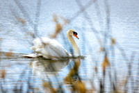 Mute Swan Through the Reeds