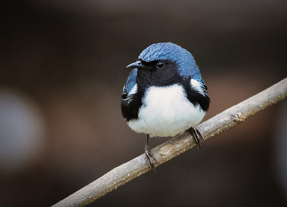 Black-throated Blue Warbler Series-2