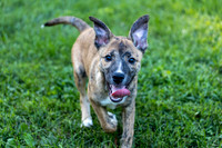 Katie's Foster Pups-5