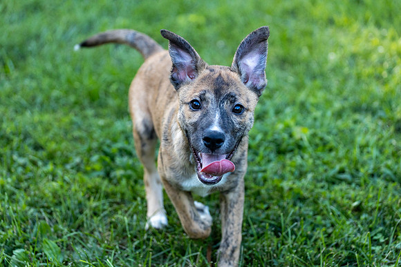 Katie's Foster Pups-5